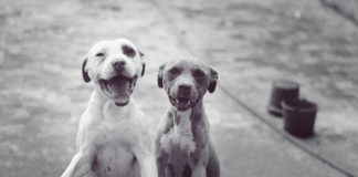 Bissell Pet Foundation’s annual free adoption day, returns to Michigan April 29