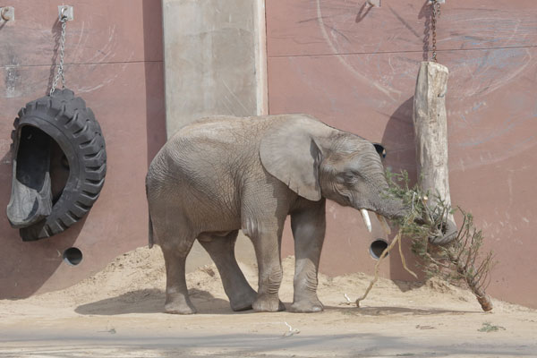 baby-elephant-lucas-toledo-zoo