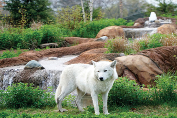 detroit-zoo-wolves