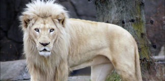 Toledo Zoo offers half-off admission until March 2