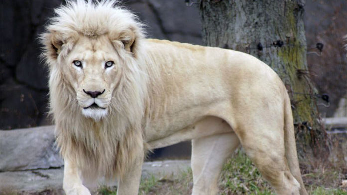 Toledo Zoo offers half-off admission until March 2