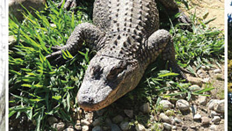 indian-creek-zoo_150