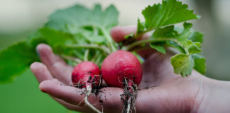 farmers market local