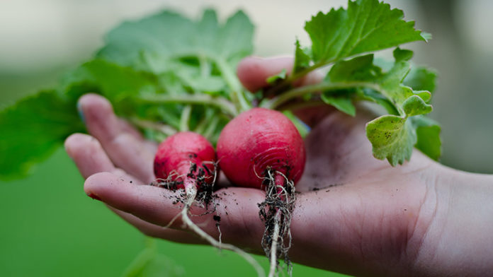 farmers market local