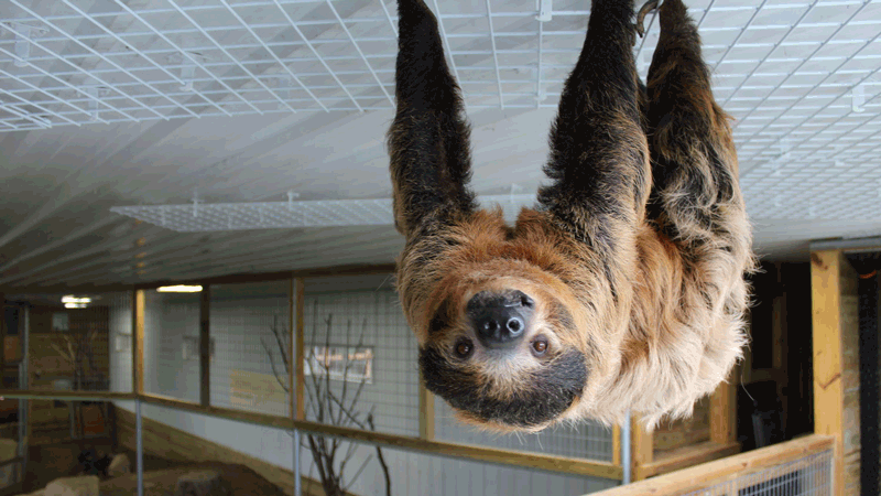 The Creature Conservancy 