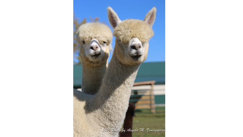 PHOTO CREDIT: ANGELA M. VINCIGUERRA