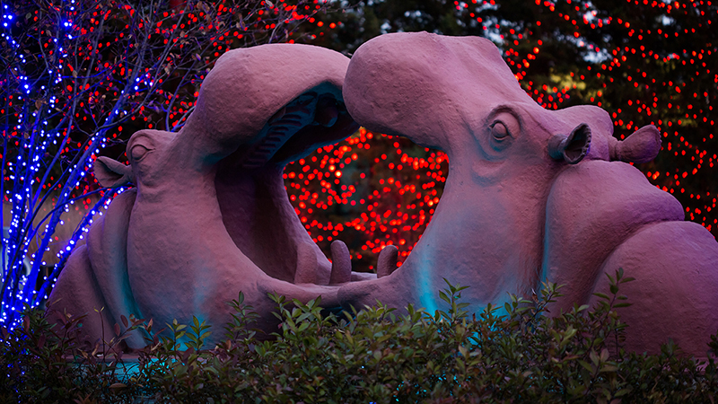 Photo-courtesy-of-Toledo-Zoo-(1)