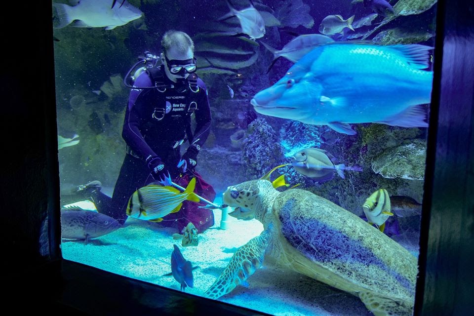 Giant Ocean Tank. Image courtesy of New England Aquarium