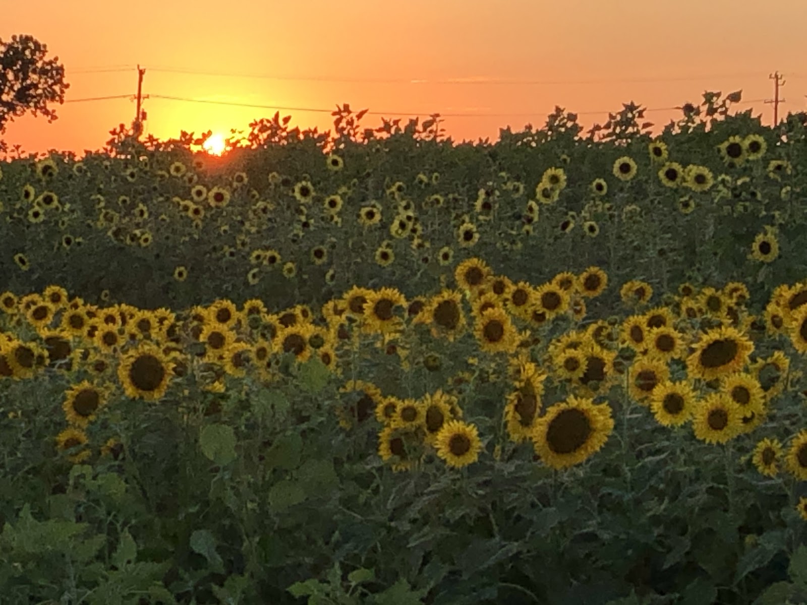 Sunset with Sunflowers. Image courtesy of Christina-Marie Sears 