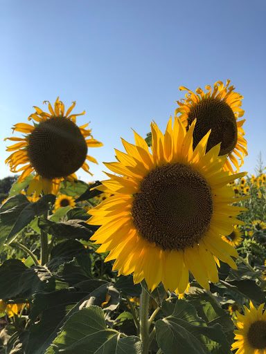 Giant Blooms. Image courtesy of Christina-Marie Sears