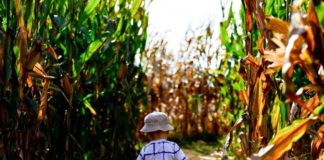 Corn Maze