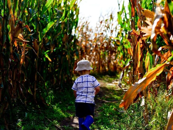 Corn Maze