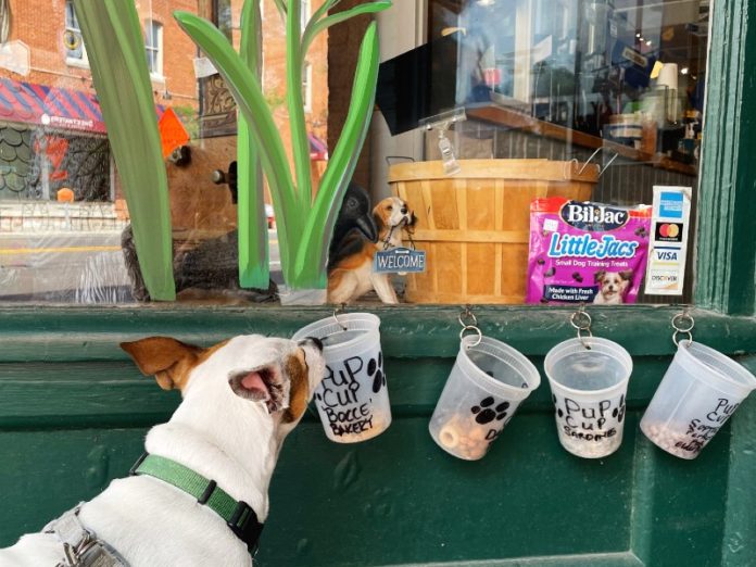 dog friendly