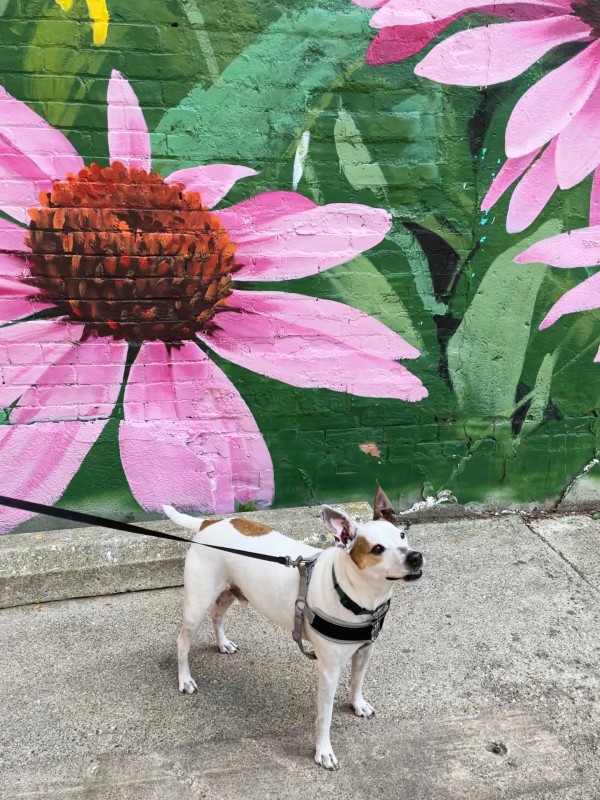 dog friendly