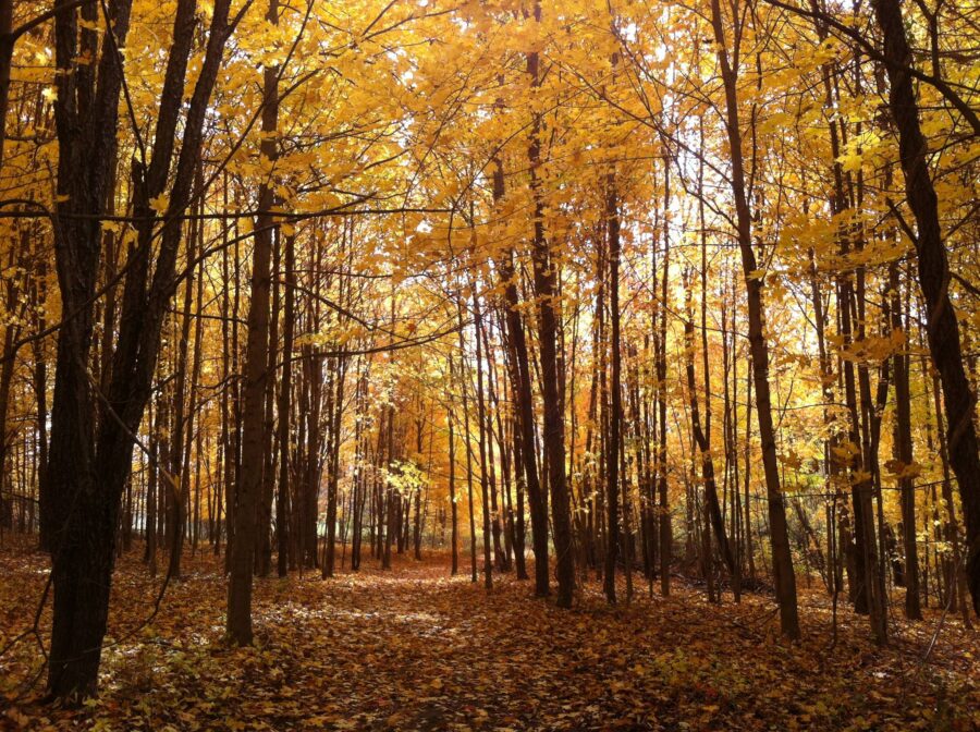 fall colors in Hidden Lake Gardens