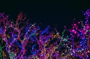 A photo of colorful lights on trees.