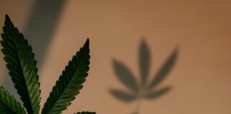 Someone holding a cannabis leaf.