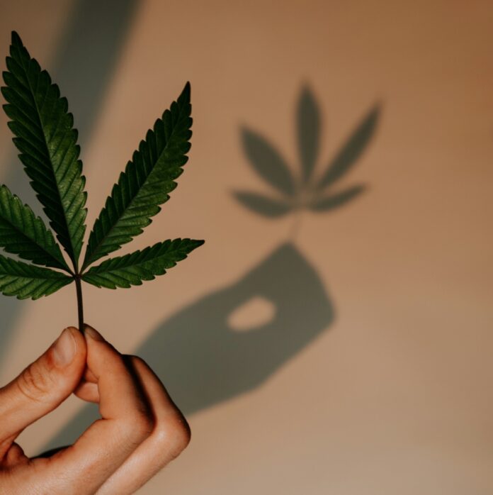 Someone holding a cannabis leaf.