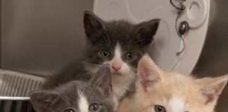 Cute kittens to adopt