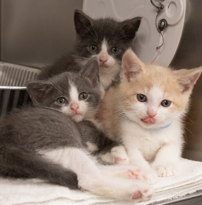 Cute kittens to adopt