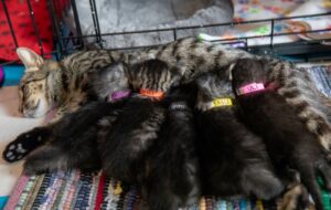 Kittens sleeping