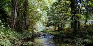 A photo of a creek in the woods.