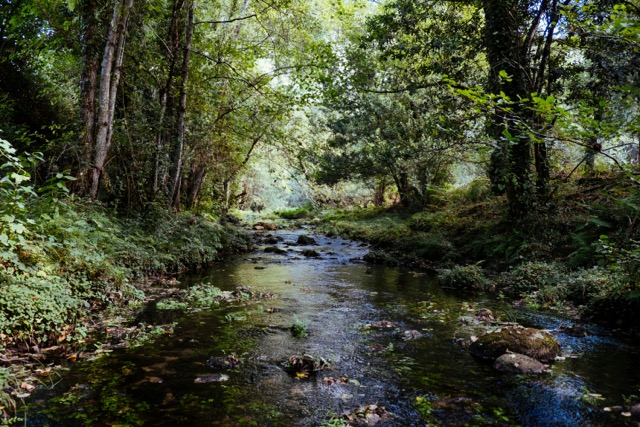 A photo of a creek in the woods.
