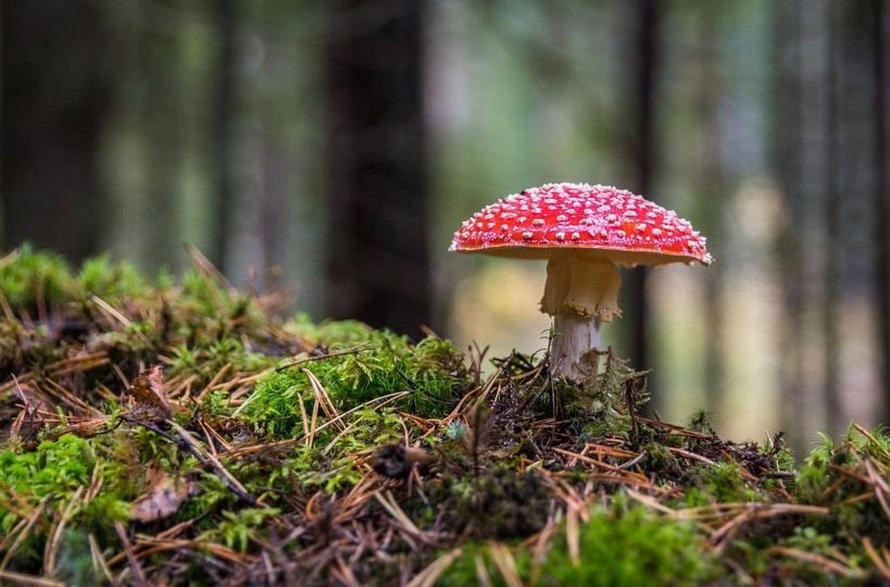 A mushroom in a forest.