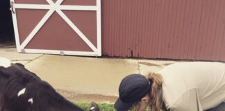 A person feeding a cow.