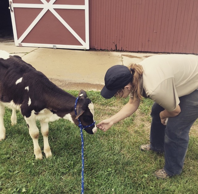 A person feeding a cow.