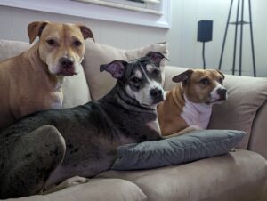 Three dogs on couch