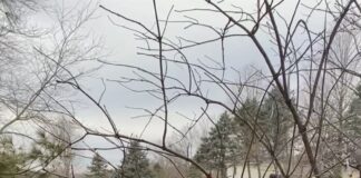 triplets walking in between trees