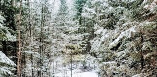 Woman in brihgt coat walking through forest