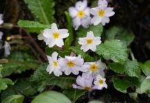 Gardening Tips: Local Michigan Flowers and Kid-Friendly Gardening