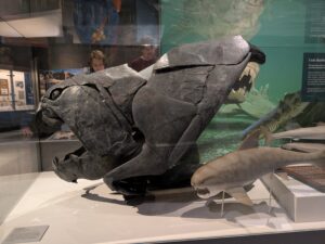 A prehistoric fossil with large teeth and gils.
