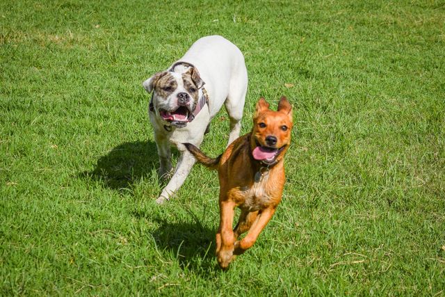 Dog Parks and Pet-Friendly Hiking Trails Near Ann Arbor